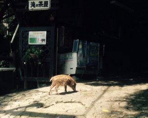 謹賀新年